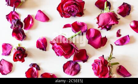 Panorama Hintergrund - Draufsicht auf viele gefallene Blütenblätter und Blüten von verwelkten roten Rosenblüten auf blass braune Oberfläche Stockfoto