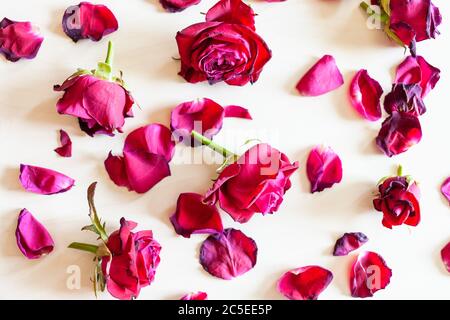 Draufsicht auf viele gefallene Blütenblätter und Blüten von verwelkten roten Gartenrosen Blumen auf hellem Holzhintergrund Stockfoto