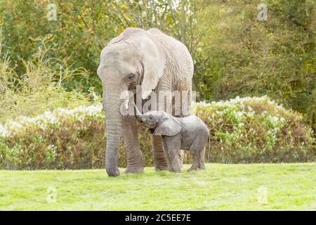 Afrikanischer Elefant (Loxodonta africana) Mutter und Kalb zusammen Stockfoto