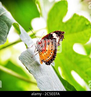 Leopard-Lacewing-Schmetterling, Cethosia cyane, auf einem Blatt aufgeschlagen. Ein asiatischer Schmetterling in Indien, Thailand, Singapur, Malaysia, Südostasien und Pa Stockfoto