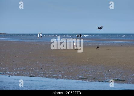 Spanische Banken Eagle Vancouver. Ein Adler jagt auf einer Sandbank in der English Bay. British Columbia, Kanada. Stockfoto