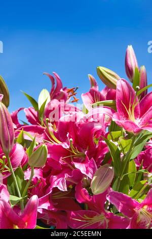 Leuchtend rosa Flieder gegen klaren blauen Himmel Stockfoto