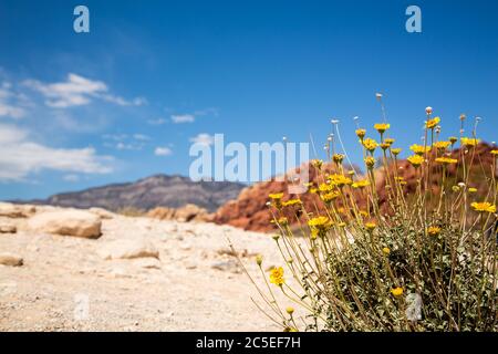 Wildblumen in Red Rock Canyon, Las Vegas, Nevada, USA Stockfoto