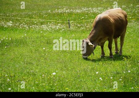 Eine Kuh von Schweizer Braunvieh, die ein Stück Wiese im Dorf Alp in der Schweiz grast, umgeben von einem elektrischen Fechter, der das Wohlbefinden der Tiere darstellt. Stockfoto