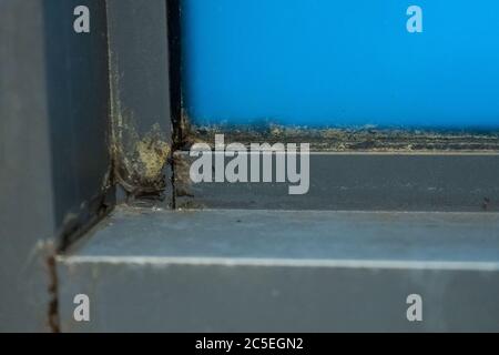 Der Fensterrahmen in der Dusche war alt. Schimmeliger Winkel, Pilz. Problembereiche Dusche Stockfoto