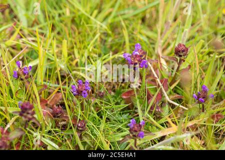 Nahaufnahme von Prunella vulgaris - selfheal blühende Pflanze auf Morgans Hill, einem Ort von spezial Scientific Interest (SSSI), Wiltshire, England, UK Stockfoto