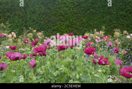 Sommer blühende Purple und Pink Blumen von Opium Mohnpflanzen (Papaver somniferum) wächst in einem Country Cottage Garden in Rural Devon, England, UK Stockfoto