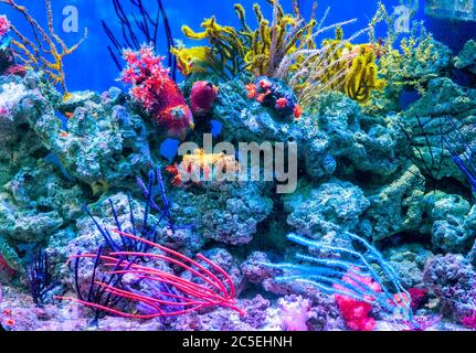 Korallenriff Aquarium Tank für Hintergrund. Erstaunlich farbenfrohe Meerwasseraquarium zu Hause. Schönes Aquarium für tropische Meerwasserfische aus nächster Nähe. Stockfoto