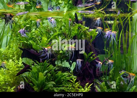 Aquarium mit schönen Fischen und grünen Pflanzen. Tropische exotische Fische schwimmen im Süßwasseraquarium. Stockfoto