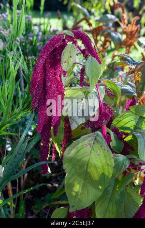 Nahaufnahme von Amaranthus Caudatus - Liebe liegt Blutung Blüte in einem Garten Grenze im November, England, Großbritannien Stockfoto