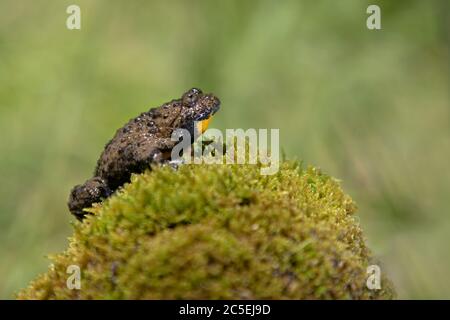 Apennin-Gelbbauchkröte Stockfoto