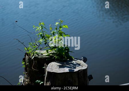 Neue Sprossen wachsen aus den Resten eines alten gesägten Baumstumpens in der Nähe eines Seeufers. Stockfoto