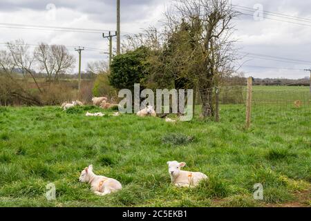 Lämmer und Schafe auf einem Feld in Rutland, England Stockfoto