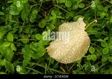 Herbstblatt mit Tröpfchen des Morgentaus, die unter Kleeblättern gefallen sind Stockfoto