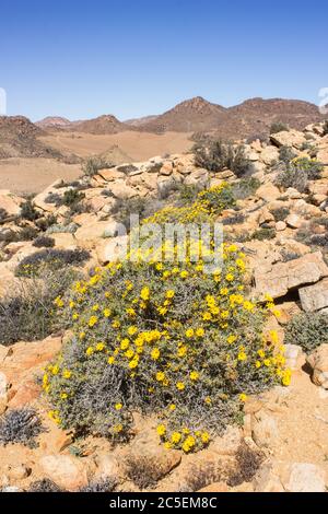 Skaapbos Schrubben (Tripteris oppositifolia) in voller Blüte, mit der desolaten, ariden, karoo-saftigen, Landschaft im Hintergrund, in der Goegap Nature Stockfoto