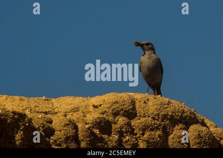 Rotflügelstarling mit Nestbaumaterial auf der Ruine der Koeroebees Stockfoto