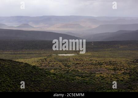 Die Tankwa Karoo Veld, zwischen den Cederberg und Hantam Mountains, Western Cape, Südafrika, gefüllt mit gelben Wildblumen während einer Kälte und Nebel Stockfoto