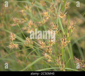 Makro floralen Hintergrund mit Sedge Gräser Stockfoto