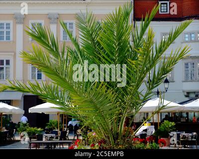 Lange blättrige, frisch getopfte, grüne Palme aus der Nähe. Mediterrane Stimmung. Restaurant Terrasse und Terrasse in städtischer Umgebung im Hintergrund. Beige Sonnenschirme Stockfoto