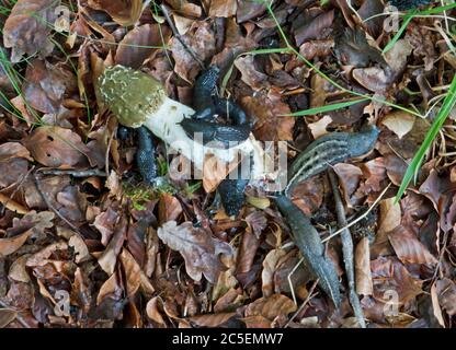 Nacktschnecken auf gefallener gemeiner Stinkhorn, die sich auf seinem Schleim ernährt Stockfoto