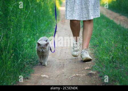 Britische Kurzhaarkatze läuft an einer Leine, die von einem Teenager-Mädchen in einem weißen Kleid entlang einer Landstraße geführt wird. Stockfoto