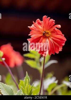 Bienenpollen auf einer roten Blume, Dahlia pinnata, in einem kleinen Garten, Areal Stadt, Rio de Janeiro Staat, Brasilien Stockfoto