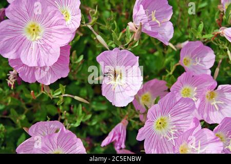 Biene und schöne Blumen Rosa Nachtkerze in der Nähe des Meeres in Griechenland. Stockfoto