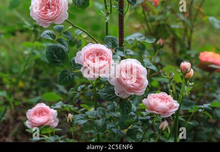 Blühende rosa Rose im Garten an einem sonnigen Tag. Stockfoto