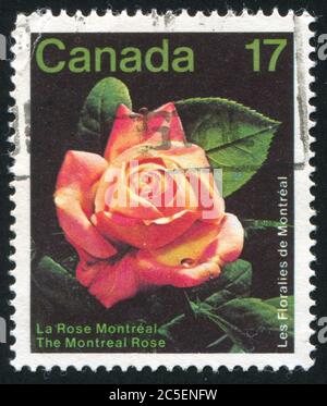 KANADA - UM 1991: Briefmarke gedruckt von Kanada, zeigt Rose, um 1991 Stockfoto