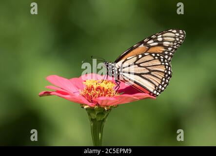 Nahaufnahme von Monarch Butterfly (Danaus plexippus), die Zinnia Blume in Kanada fütternd Stockfoto