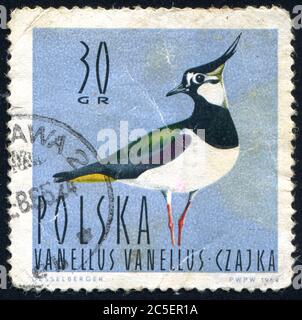 POLEN - UM 1964: Briefmarke gedruckt von Polen, zeigt Kiebitz, um 1964. Stockfoto