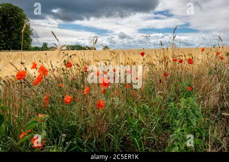 Mohn blüht Samenkapseln und Brennnesseln auf dem Feldrand eines Gerstenfeldes Stockfoto