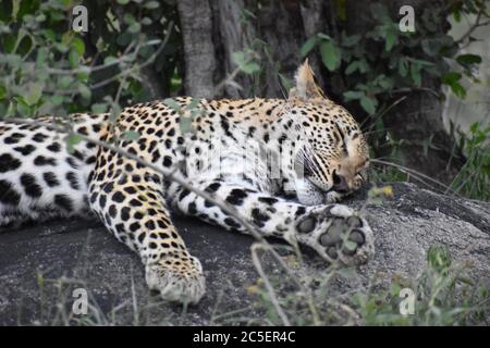 Ein Leopard (Panthera Pardus), der auf einem Felsen liegt, ruht und schläft, umgeben von Bäumen im Sabi Sand Game Reserve, Greater Kruger Area, Südafrika. Stockfoto