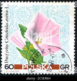 POLEN - UM 1967: Briefmarke gedruckt von Polen, zeigt Blume, um 1967. Stockfoto