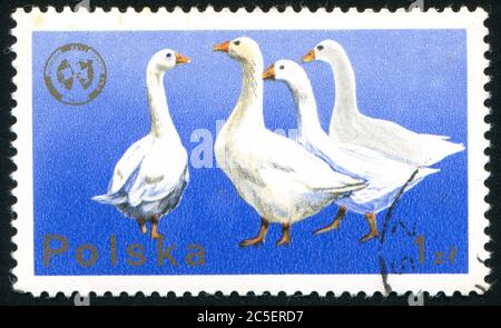 POLEN - UM 1975: Briefmarke gedruckt von Polen, zeigt Gans, um 1975. Stockfoto