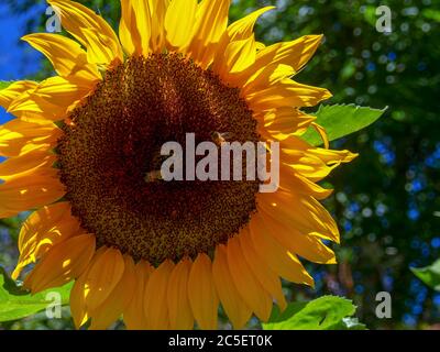 Nahaufnahme einer Sonnenblume mit zwei Bienen darauf. Gefangen in den Andenbergen von Zentralkolumbium. Stockfoto