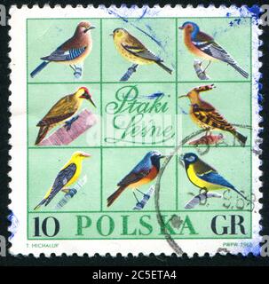 POLEN - UM 1966: Briefmarke gedruckt von Polen, zeigt Vogel, um 1966. Stockfoto