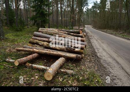 Baumstämme geschnitten und gestapelt angeordnet und für die Entfernung aus dem Wald zur Industrie vorbereitet. Wald. Stockfoto