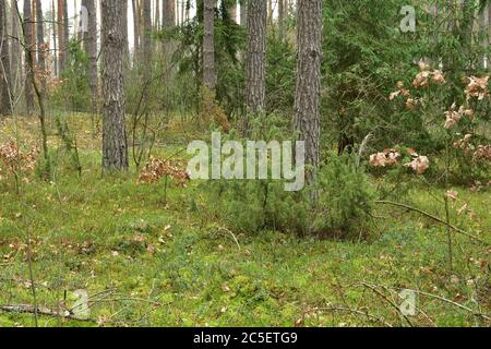 Abfall und niedrige Büsche in einem Kiefernwald. Wolkiger Tag. Stockfoto