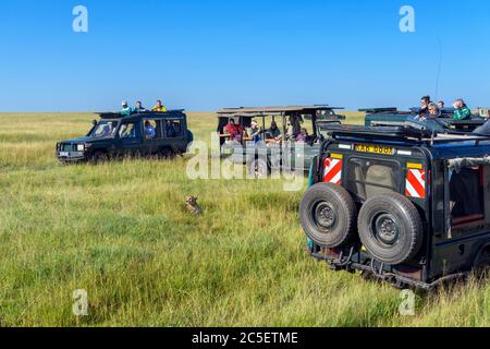 Gepard (Acinonyx jubatus). Safarifahrzeuge auf einer Spielfahrt um einen Gepard, der im langen Gras liegt, Masai Mara National Reserve, Kenia, Afrika Stockfoto