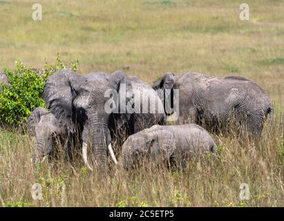 Afrikanischer Buschelefant (Loxodonta africana). Familie der afrikanischen Elefanten, Masai Mara National Reserve, Kenia, Ostafrika Stockfoto