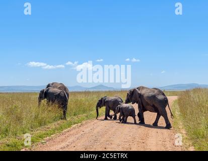 Afrikanischer Buschelefant (Loxodonta africana). Familie von afrikanischen Elefanten überqueren eine Feldstraße, Masai Mara National Reserve, Kenia, Ostafrika Stockfoto