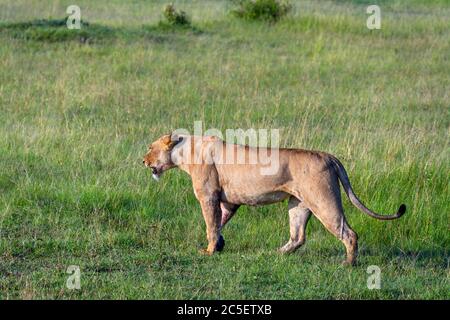 Löwe (Panthera leo). Löwin, die durch offenes Grasland, Masai Mara National Reserve, Kenia, Afrika, geht Stockfoto