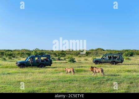 Lion (Panthera leo). Lion und Löwin, die vor Touristen in Safarifahrzeugen spazieren, Masai Mara National Reserve, Kenia, Afrika Stockfoto