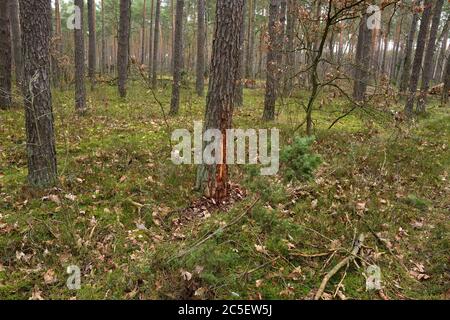 Waldstraße zwischen Bäumen in einem wilden Wald. Wolken am Himmel. Stockfoto