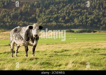 Schwarz-weiß getuppelte Kuh im grünen Feld stehend Stockfoto