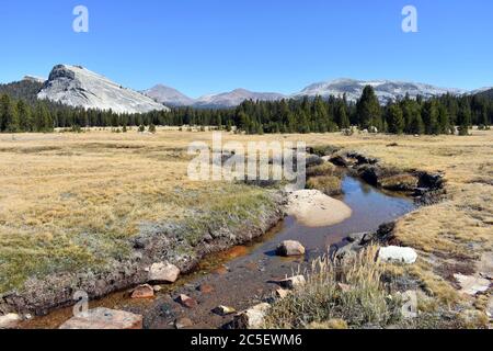 Blick auf die Tuolumne Wiesen im Herbst/Herbst mit Lembert Dome und dem Tuolumne Fluss, umgeben von gelbem Gras. Yosemite National Park, Kalifornien. Stockfoto