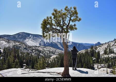 Ein Wanderer, der ein Foto von einem Baum am Olmstead Aussichtspunkt im Yosemite National Park, Kalifornien, macht. Half Dome und Tenaya Canyon im Hintergrund. Stockfoto