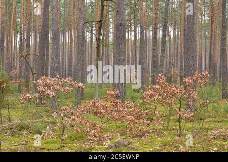 Abfall und niedrige Büsche in einem Kiefernwald. Wolkiger Tag. Stockfoto