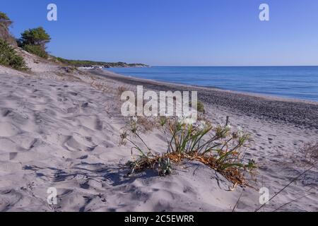 Die schönsten Sandstrände Apuliens: Alimini Bucht, Salento Küste. Italien (Lecce). Stockfoto